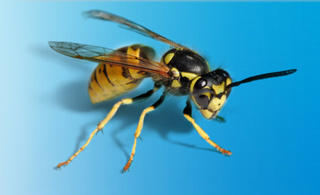 Insect removal in Leeds